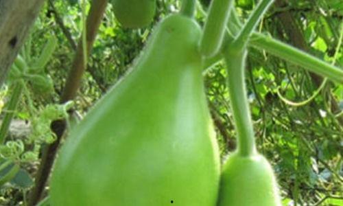 瓠瓜兔子可以吃不,瓠瓜兔子适宜食用的营养分析