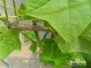 寿光棱瓜怎么吃,探索美味与营养的完美融合