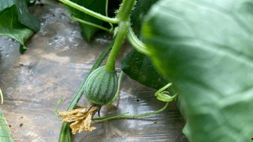 没有吃瓜不知瓜的味道