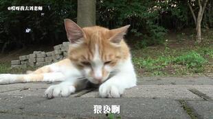 老鼠吃嫩瓜,一场田园趣事