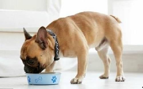 狗子可以吃白瓜吗为什么,白瓜是否适合狗子食用