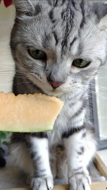 那些吃瓜的猫,揭秘猫咪的八卦世界